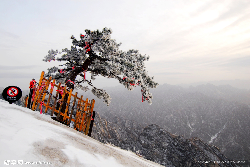 华山松