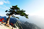 华山松