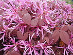 红花继木 红继木