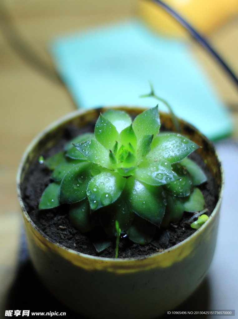 观音草