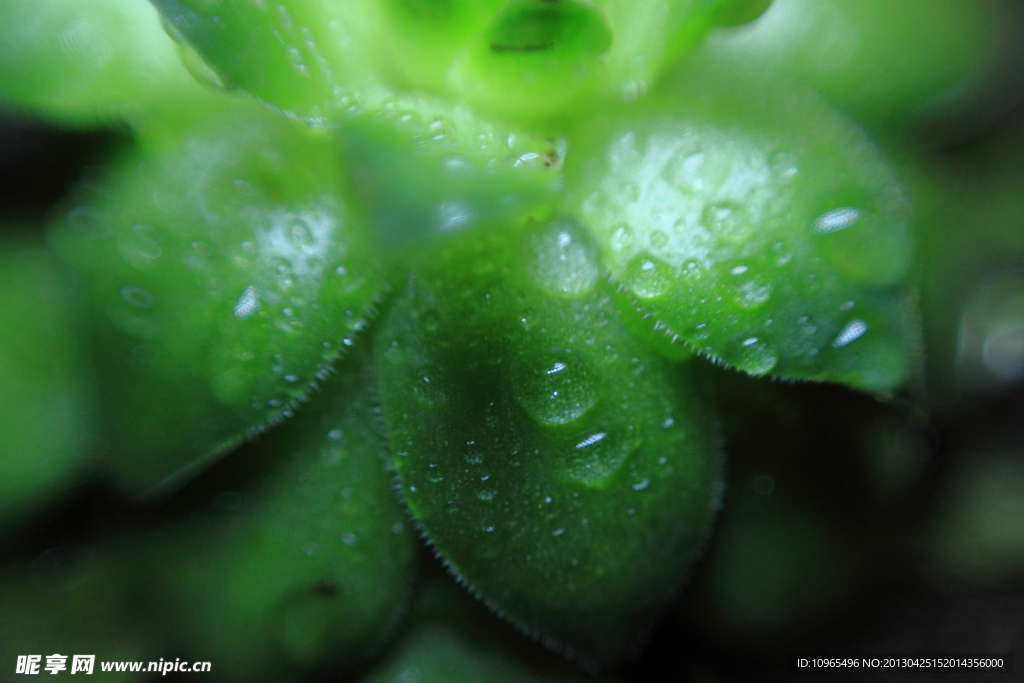 观音草