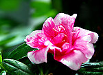 红色杜鹃花