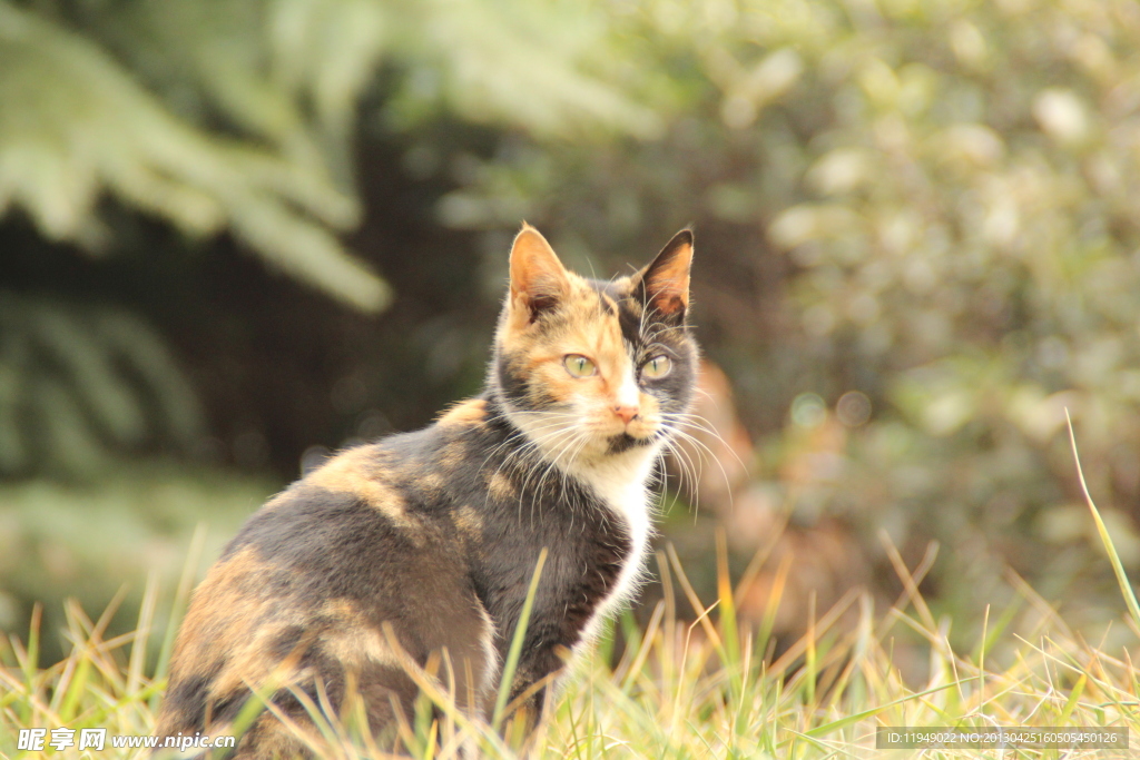 小猫摄影