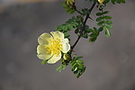 黄色的花