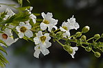 海堂花