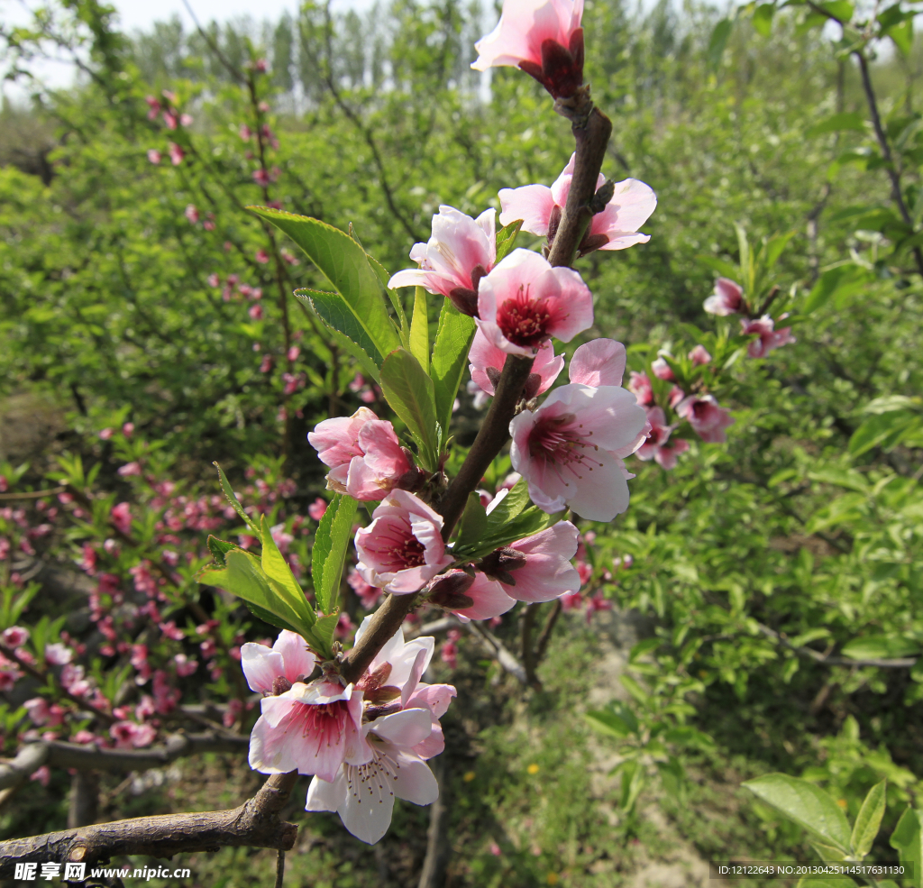 春花