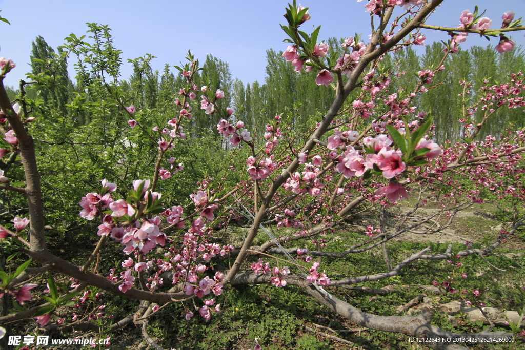 桃花