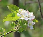 春天的苹果 梨花