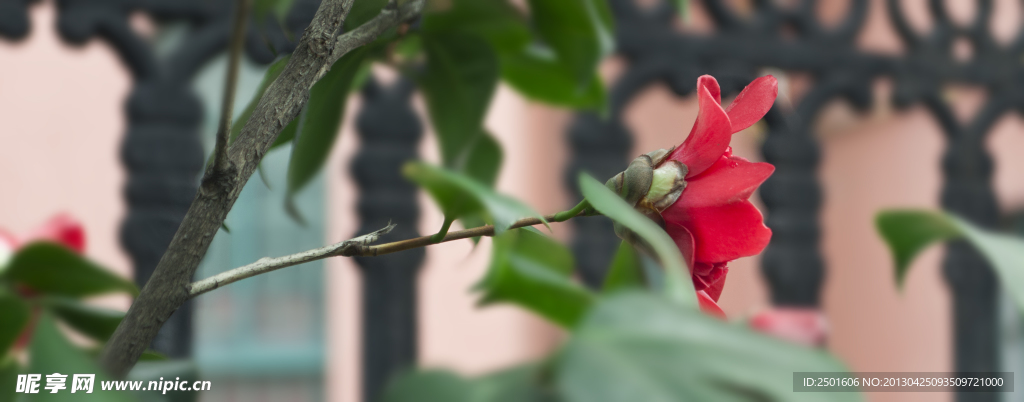 茶花