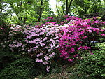 杜鹃花