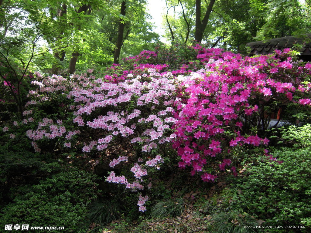 杜鹃花