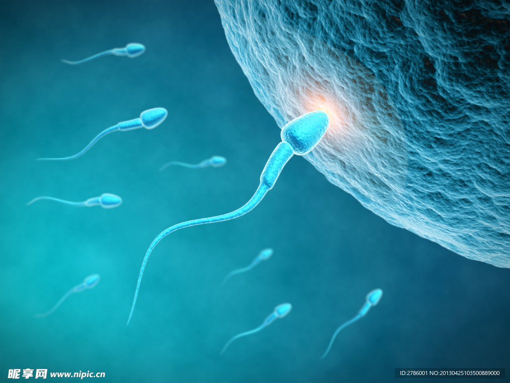 精子 卵细胞