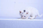 白色波斯猫