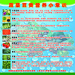 蔬菜豆类营养小常识海报