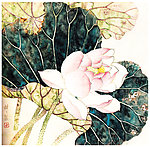 国画荷花