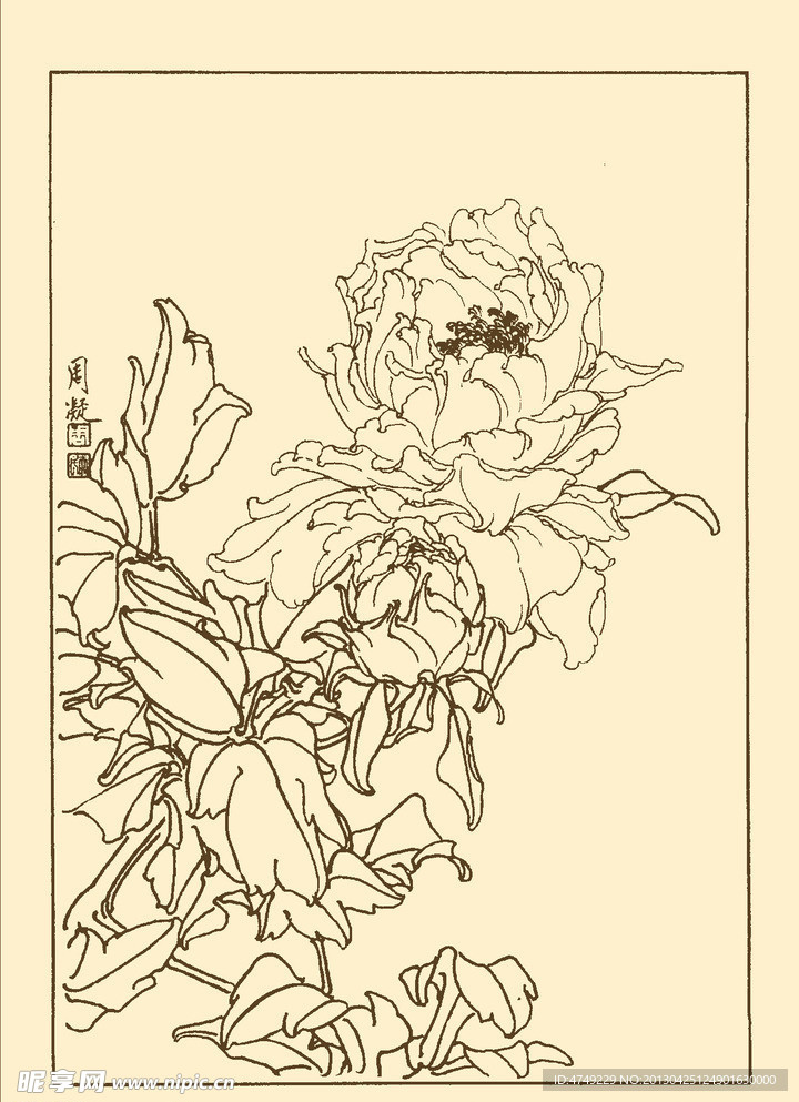 牡丹