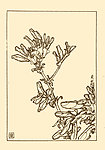 蚕豆