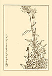 矢车菊
