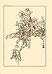 西府海棠