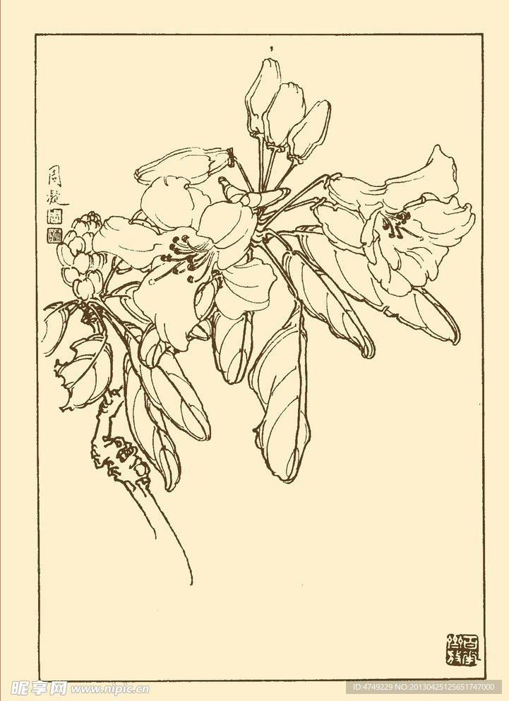 石楠花