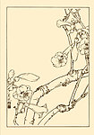 泡桐