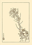 萝卜花