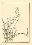 香菖兰