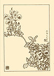 野蔷薇