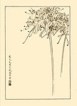 蟑螂花