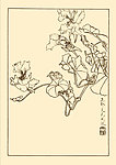 寒金莲