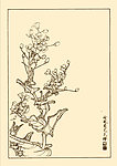 油菜