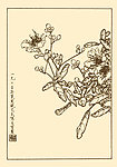金丝桃