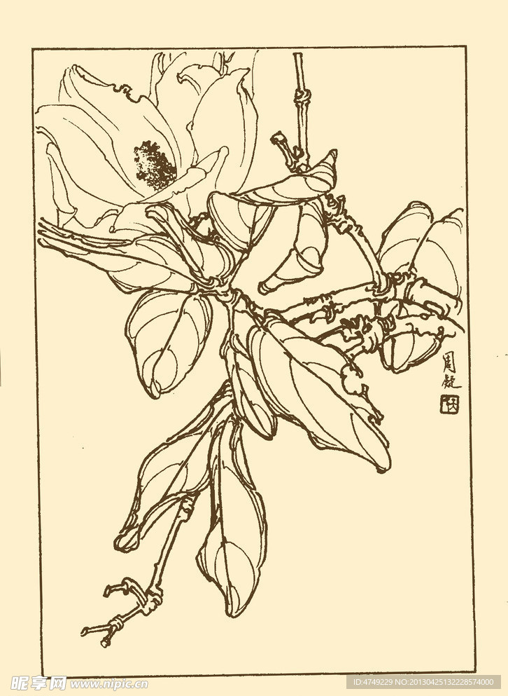 洋玉兰