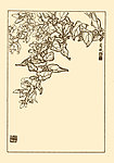 狗牙花
