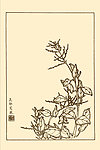 珠兰