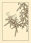 黄花夹竹桃