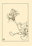 菱花