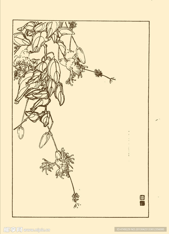 灯笼花
