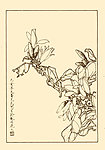 白兰花