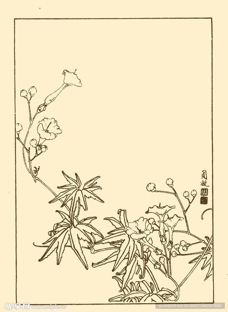 葵叶茑萝