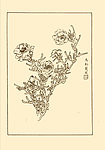 松叶牡丹