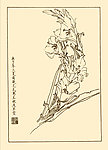 菖兰