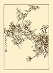 马兰花