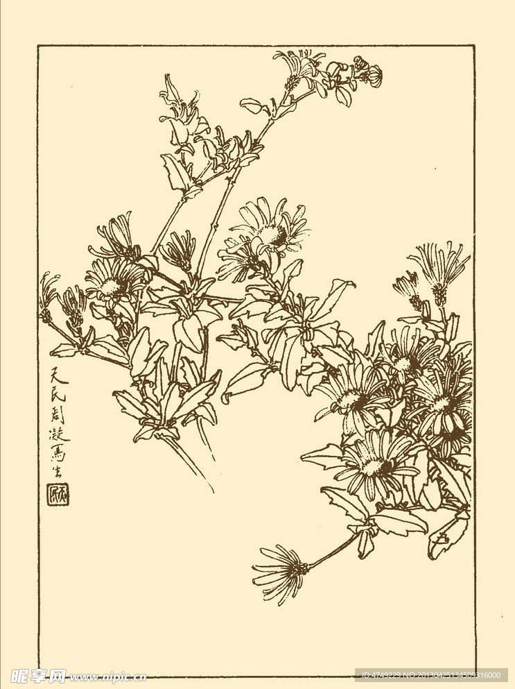 马兰花