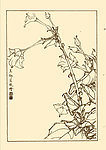 烟花