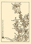 午时花