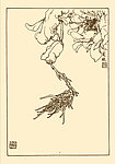 昙花