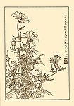 扫帚梅
