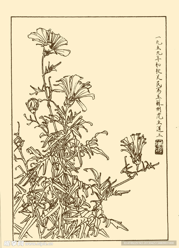 扫帚梅