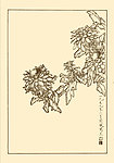 蓝菊